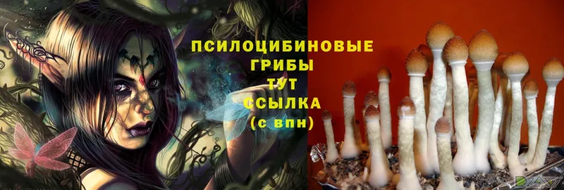 Галлюциногенные грибы MAGIC MUSHROOMS  Владикавказ 